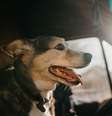O calor dentro do carro pode ser um problema para o seu pet –  Foto: Shutterstock / Alto Astral