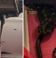 Duas pítons com mais de 20 kg cada foram retiradas do local; incidente aconteceu no domingo, 13, na Malásia  Foto: Reprodução/TikTok