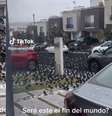 Pássaros formam verdadeiro tapete nas calçadas  Foto: Reprodução
