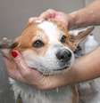 Os banhos podem ajudar muito no bem-estar dos cães no verão –  Foto: Shutterstock / Alto Astral