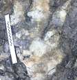 Pegada do espécime de Megalosauripus ichnosp  Foto: Yorkshire Geological Society