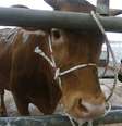 Brasil confirma caso de "vaca louca" no Pará e suspende exportação de carne à China  Foto: Reuters