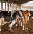 Amostras de animal foram enviadas a um laboratório no Canadá para checar se foi um caso clássico de vaca louca  Foto: CNA/Wenderson Araújo/Trilux