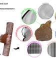 Organização microscópica do fungo Fomes fomentarius pode ser usada em materiais de alto desempenho  Foto:  VTT Technical Research Center