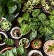 Verão exige cuidados extras com as plantas  Foto: Reprodução / Freepik