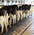 Confinamento em massa de vacas leiteiras   Foto: CanvaPro