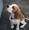 Governo proíbe uso de animais em testes de produtos de higiene pessoal, cosméticos e perfumes
  Foto: Unsplash