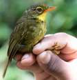 Expedição em Madagascar localizou pássaro Bernieria tenebrosa (Dusky Tetraka) não visto há mais de 20 anos  Foto: John C. Mittermeier / American Bird Conservancy