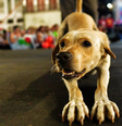 Cachorrinho caramelo que viralizou no carnaval de Recife é adotado  Foto: Reprodução - Instagram