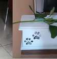 Segundo ela, o tosador não soube explicar o que tinha acontecido com o cachorro  Foto: Rosane MartinsArquivo Pessoal
