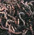 Ele sobreviveu por 31 dias se alimentado quase que exclusivamente de minhocas e insetos  Foto: Nordroden/Envato / Canaltech