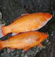 Peixes  Foto: CanvaPro