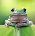 Sapo em folha  Foto: Getty Images / BBC News Brasil
