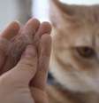 Gatos podem vomitar bolas de pelo com frequência -  Foto: Shutterstock / Alto Astral