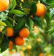 Laranja - Shutterstock  Foto: Sport Life