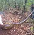 Sucuri de 9 metros ataca cadela na área rural de Goiás  Foto: Reprodução/Twitter