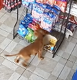 Animal 'furtou' mercadoria de pequeno comércio no Paraná  Foto: Reprodução / Twitter