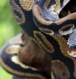Mais de 18.000 cobras foram removidas desde 2000 na Flórida  Foto: Freepik