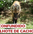 O lobo-guará está na lista de animais ameaçados de extinção no Brasil  Foto: 