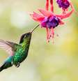 Esse sonho é cheio de significados -  Foto: Shutterstock / João Bidu