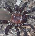 O Euplos dignitas se enterra nos solos negros do centro de Queensland  Foto: Museu de Queensland