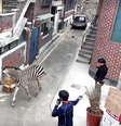 Zebra é filmada após fugir de zoológico da Coréia do Sul  Foto: Reprodução/Reuters
