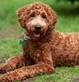 Algumas raças híbridas são tão famosas que têm o seu próprio nome, como os Labradoodles -  Foto: Shutterstock / Alto Astral
