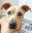 Cachorro vira-lata é carinhoso e alegre com os tutores  Foto: Divina Epiphania | Shutterstock / Portal EdiCase