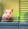 Apesar de serem pequenos, os hamsters demandam bastante cuidado –  Foto: Shutterstock / Alto Astral