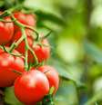 Tomate - Shutterstock  Foto: Sport Life
