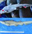 Tubarão de plástico pode desmascarar descoberta científica  Foto: Pollerspock J. el al 