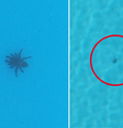 Moradora encontrou quatro aranhas em sua piscina   Foto: Reprodução 7news / Lynda Smith