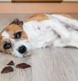 Saiba se está permitido dar chocolate para o cão -  Foto: Shutterstock / Alto Astral