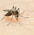 O que acontece com o corpo quando está com dengue?  Foto: flubydust