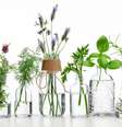 Saiba mais sobre o poder das ervas -  Foto: Shutterstock / João Bidu