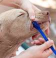 A escovação é importante para prevenir a periodontite em cães -  Foto: Shutterstock / Alto Astral
