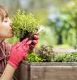 Uma horta é casa com PANCs é uma ótima forma de vencer aquele problema da falta de variedade na dieta - Shutterstock  Foto: Alto Astral