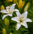 Flores típicas do outono exigem cuidados especiais  Foto: Anton Nikitinskiy | Shutterstock / Portal EdiCase