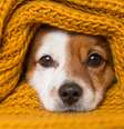 A imunidade é um dos pontos importantes para manter a saúde do seu animal de estimação  Foto: eva_blanco | Shutterstock / Portal EdiCase