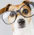A visão dos cachorros é bem diferente da nossa; entenda - Shutterstock  Foto: Alto Astral