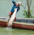 Pirarucu é alvo de estudos de pesquisadores na América Latina  Foto: Divulgação / Sema Amazonas