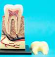 Células-tronco presentes na polpa do dente podem tratar doenças; veja -  Foto: Shutterstock / Saúde em Dia