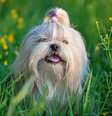 Shih-tzu é uma raça amigável  Foto: chaoss | ShutterStock / Portal EdiCase