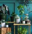 Plantas e flores trazem energia positiva para o lar  Foto: Followtheflow | Shutterstock / Portal EdiCase