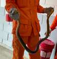 Cobra de 1,5 metro é encontrada dentro de banheiro de prefeitura  Foto: Corpo de Bombeiros
