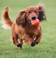 As maçãs possuem nutrientes benefícos aos cães  Foto: otsphoto | ShutterStock / Portal EdiCase