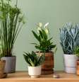 Veja qual é a planta perfeita para o seu signo - Shutterstock  Foto: Alto Astral