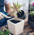 A troca de vaso das plantas é essencial para que elas cresçam bem - Shutterstock  Foto: Alto Astral