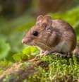 Os camundongos precisam de um espaço limpo, seguro e adequado para viver  Foto: Rudmer Zwerver | ShutterStock / Portal EdiCase