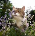 O catnip pode ser oferecido ao gato como recompensa  Foto: Nils Jacobi | Shutterstock / Portal EdiCase